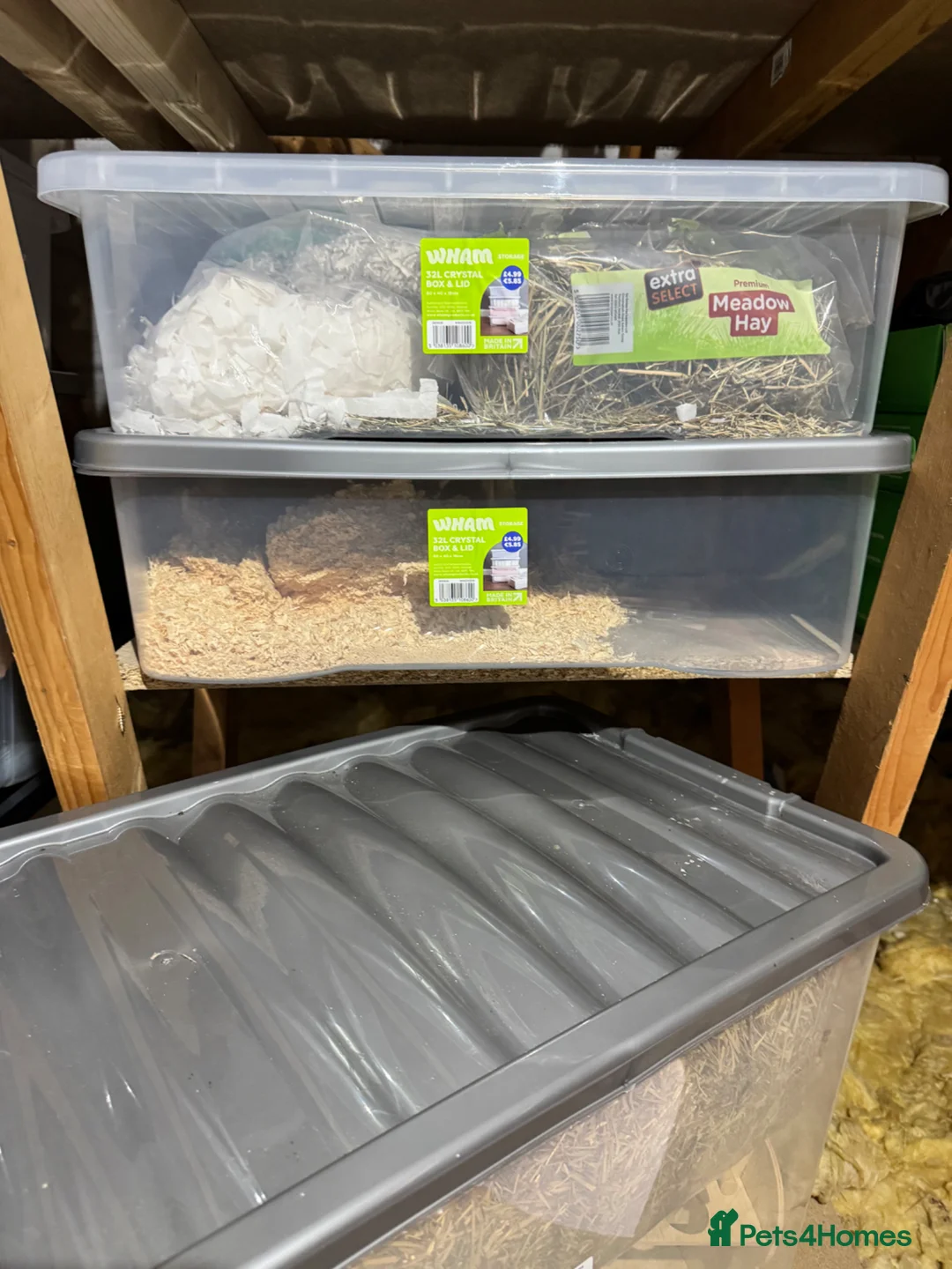 Hamster rodents for sale: Buccastate Syrian Russian Hamster Set Ups  in Kettering - Advert 12