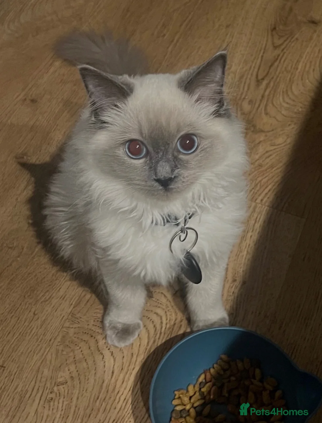 Ragdoll cats for sale: Ragdoll kitten and adult in Brighton - Advert 2