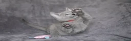 Russian Blue cats for sale: TICA Reg Boutique Russian Blue Kittens  - Advert 15