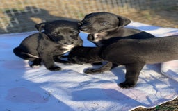 Whippet dogs for sale: Beautiful homebred whippet puppies  - Image 11