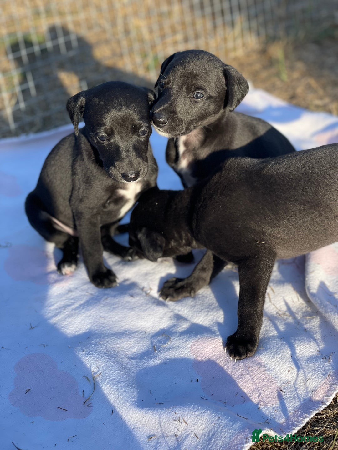 Whippet dogs for sale: Beautiful homebred whippet puppies  - Image 11