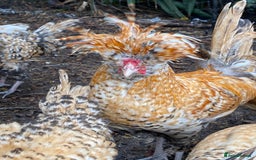 Chickens poultry for sale: Pure Bred Polish Cockerels and limited hens - Image 2