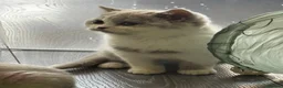 British Shorthair cats for sale: Beautiful British Shorthair Registered Kittens - Advert 13