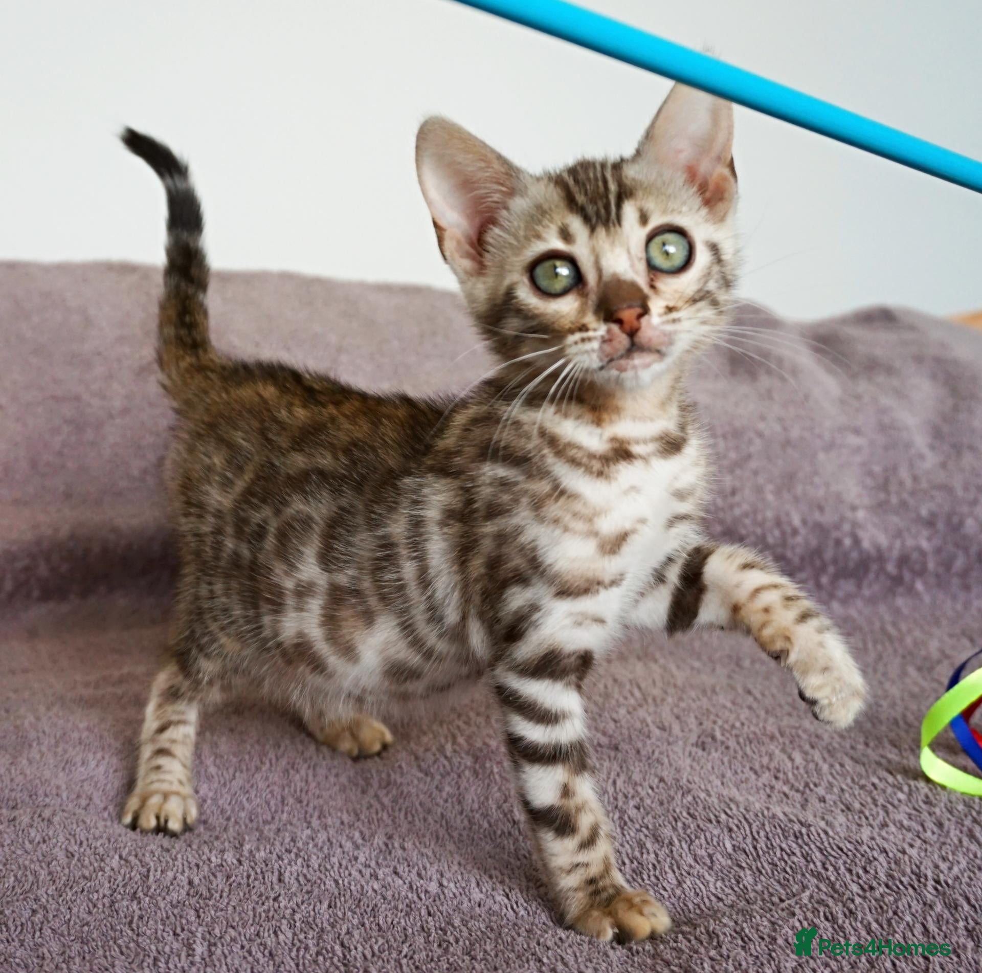 Bengal cats Gorgeous Brown Rosette Bengal Kitten - Advert 10