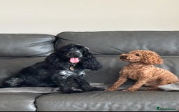 Cockapoo dogs for sale: TOY Cockapoo/ SHOW type F1 / License - Image 18