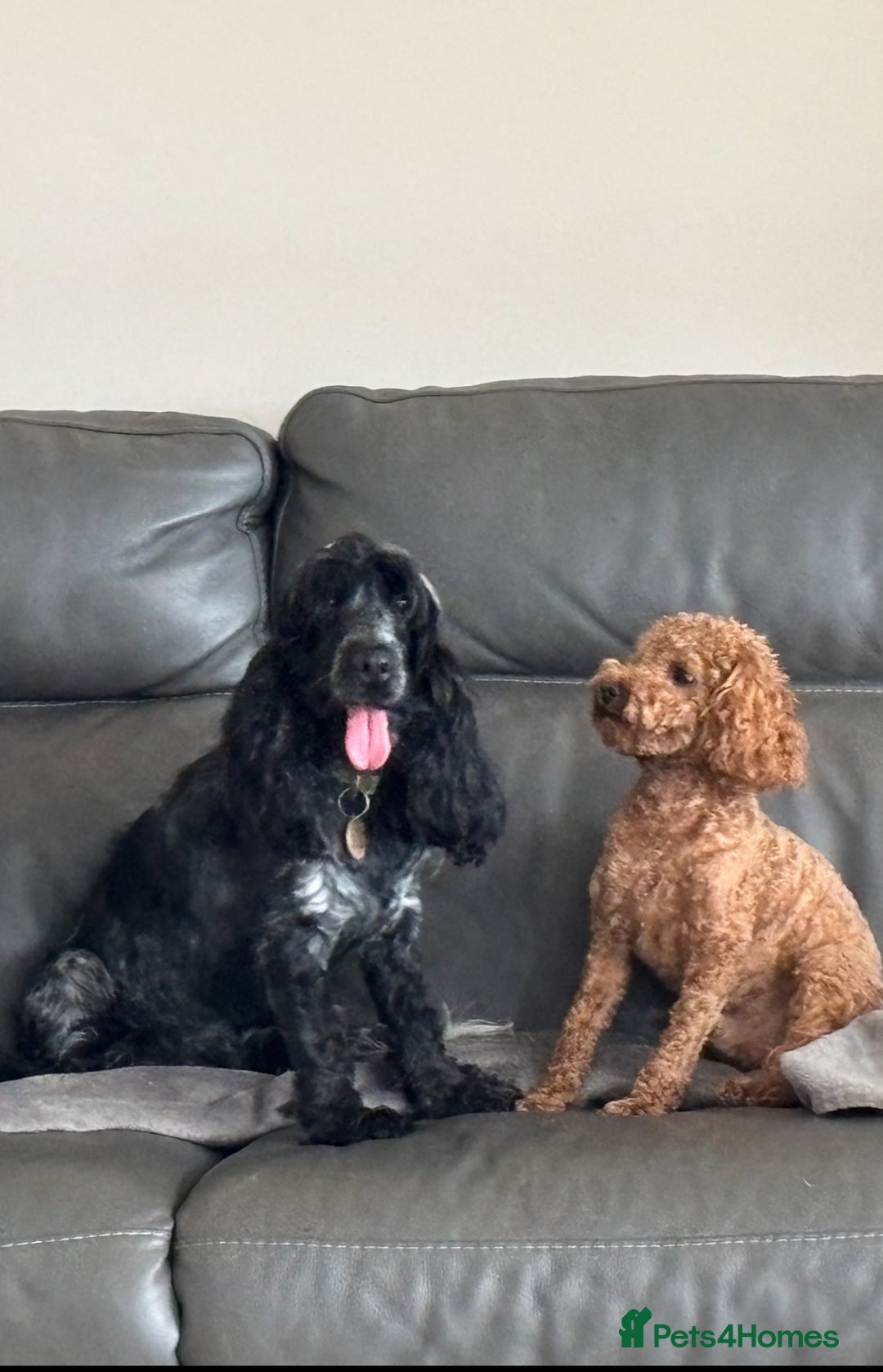 Cockapoo dogs for sale: TOY Cockapoo/ SHOW type F1 / License - Image 18