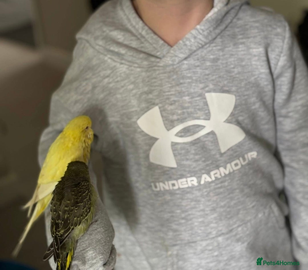 Budgerigars birds for sale: Lutino hand reared baby budgie - Image 2
