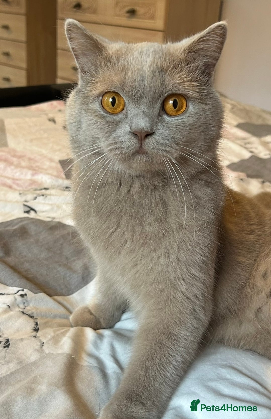 British Shorthair cats for sale: Beautiful British Shorthair kittens  - Advert 28