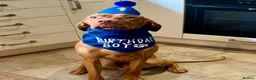 Hungarian Vizsla dogs for sale: 🌟Stunning, strong health tested KC pups 🌟  - Advert 31