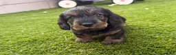 Dachshund dogs for sale: Wire-haired Dachshunds 🤎🐾 - Advert 6