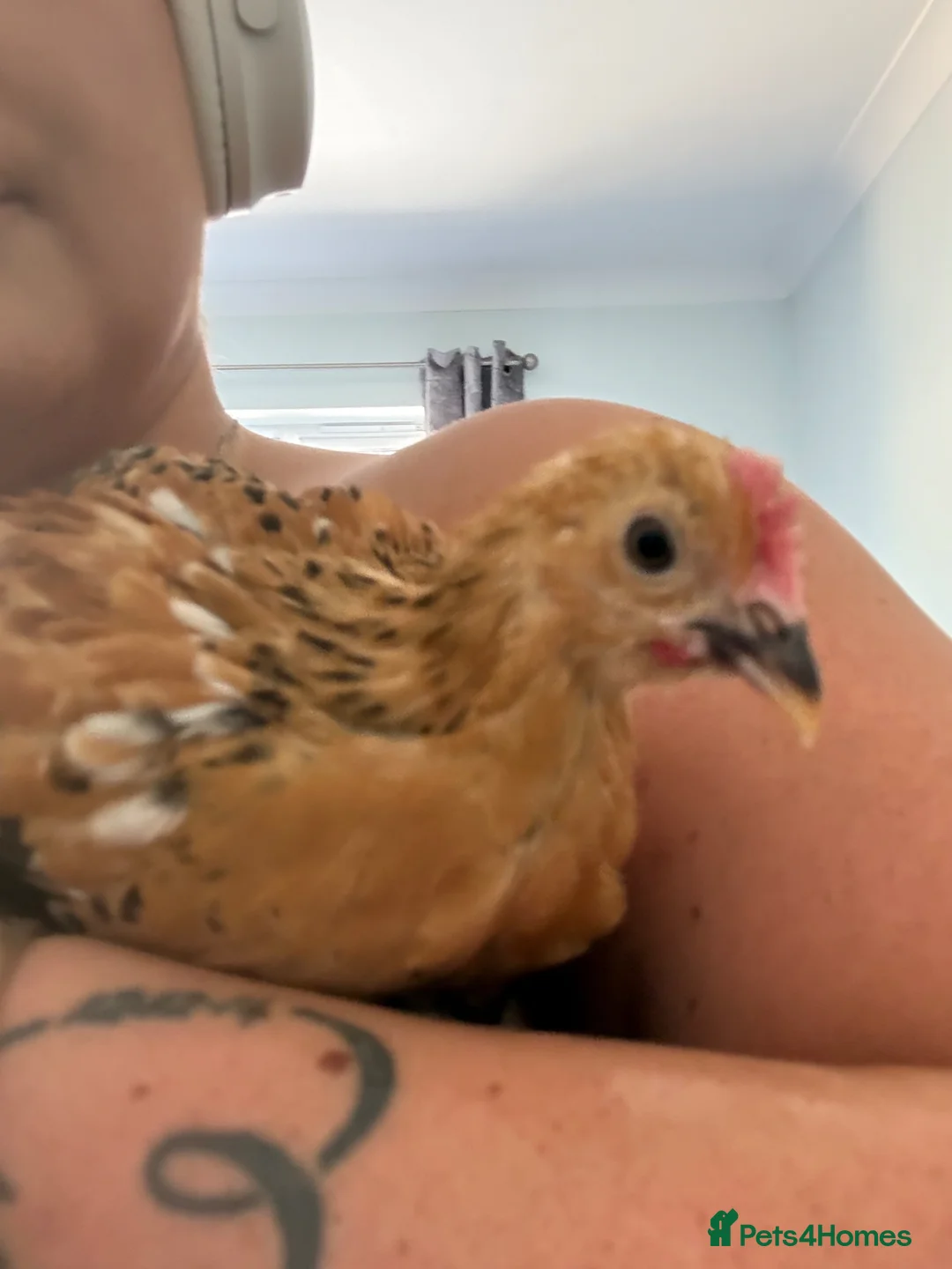 Chickens poultry for sale: Silkie chicks & ducckle roo - Advert 1