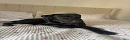 Mixed Breed dogs for sale: Lab x collie mix in Nelson - Advert 2