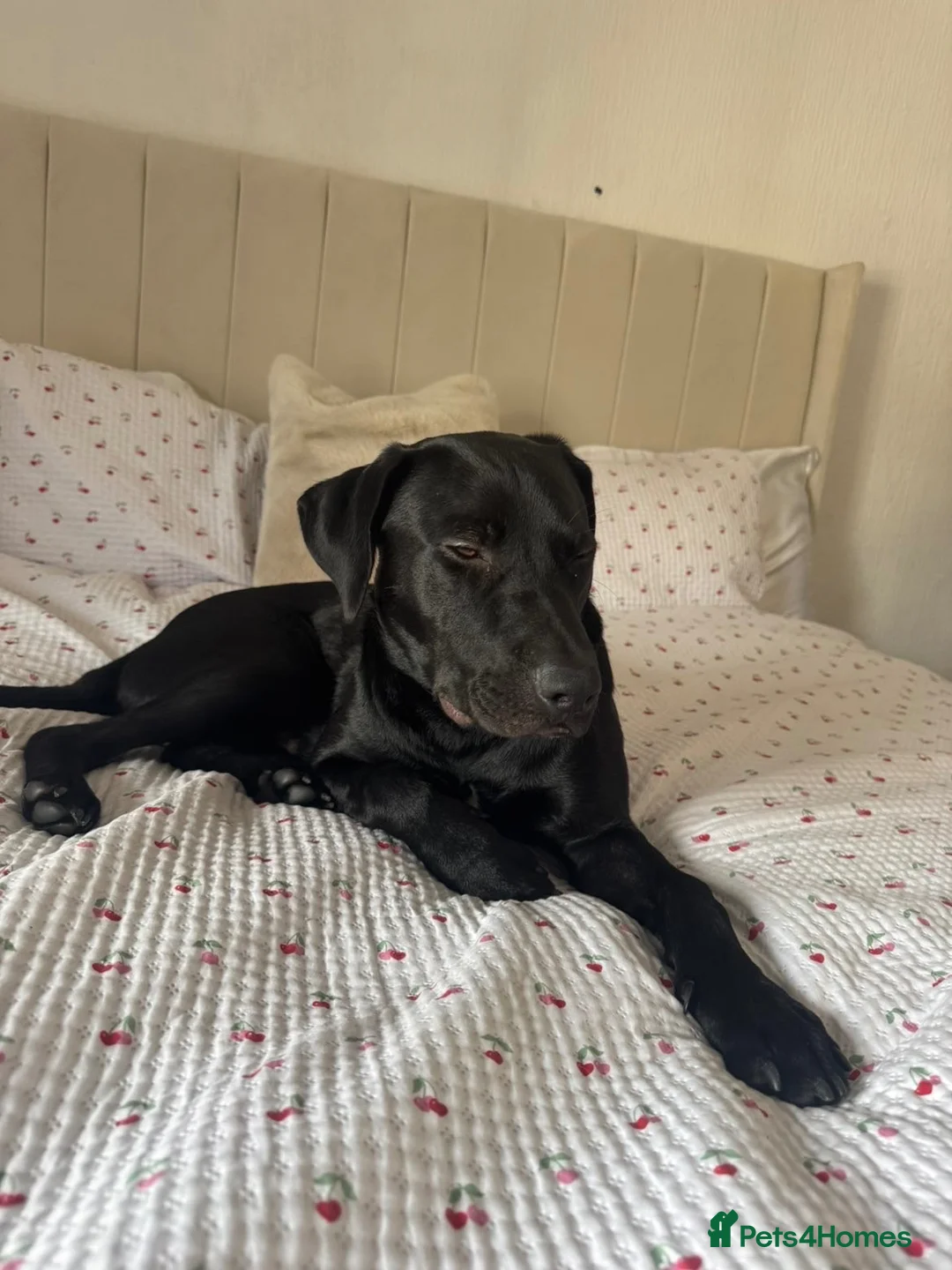 Mixed Breed dogs for sale: Lab x collie mix in Nelson - Advert 2