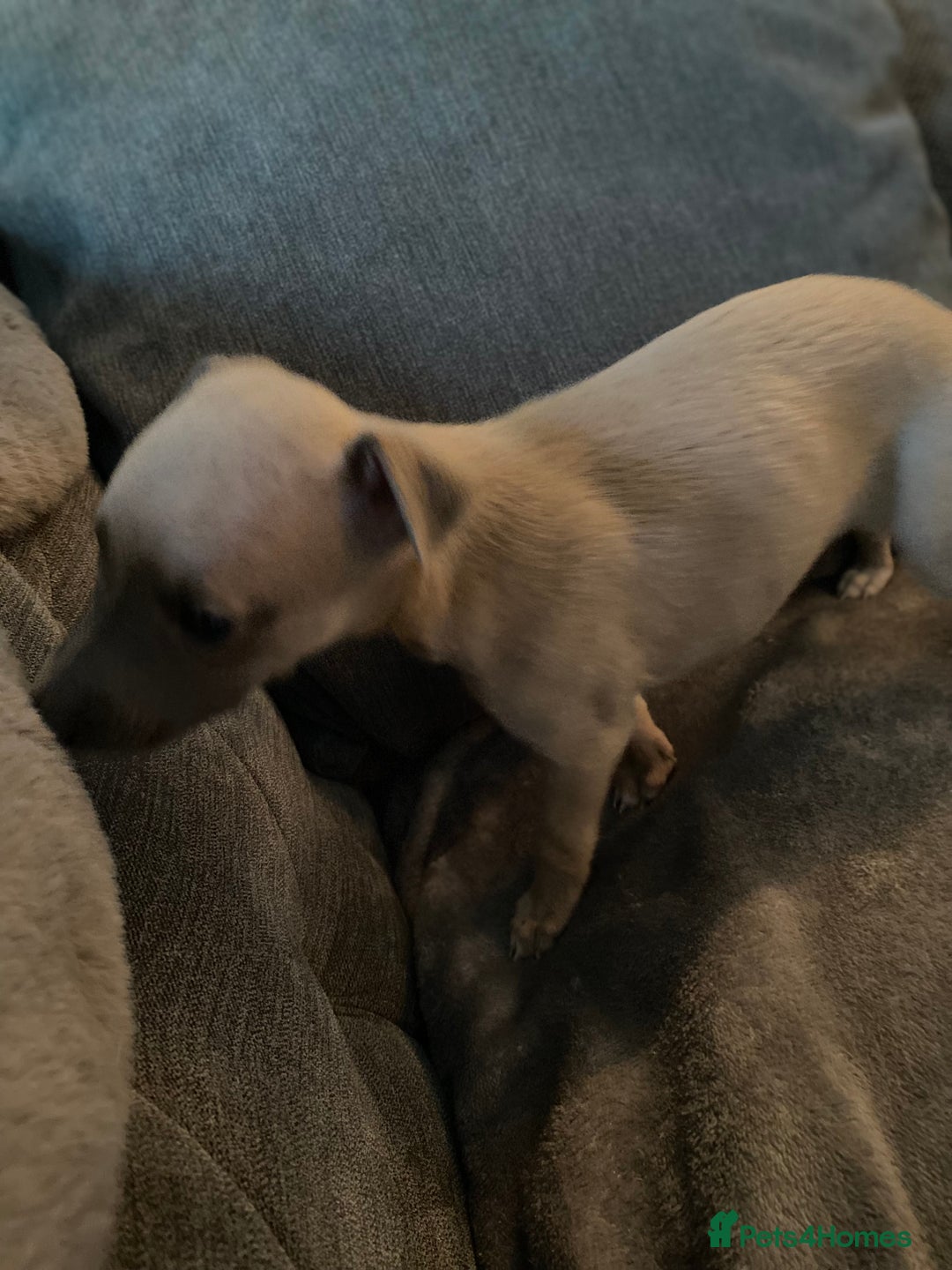 Whippet dogs for sale: Kennel Club Registered Pure Whippet Puppies - Image 11