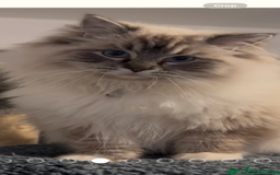 Ragdoll cats for stud: TICA stunning active boy for stud/Blood A - Image 3