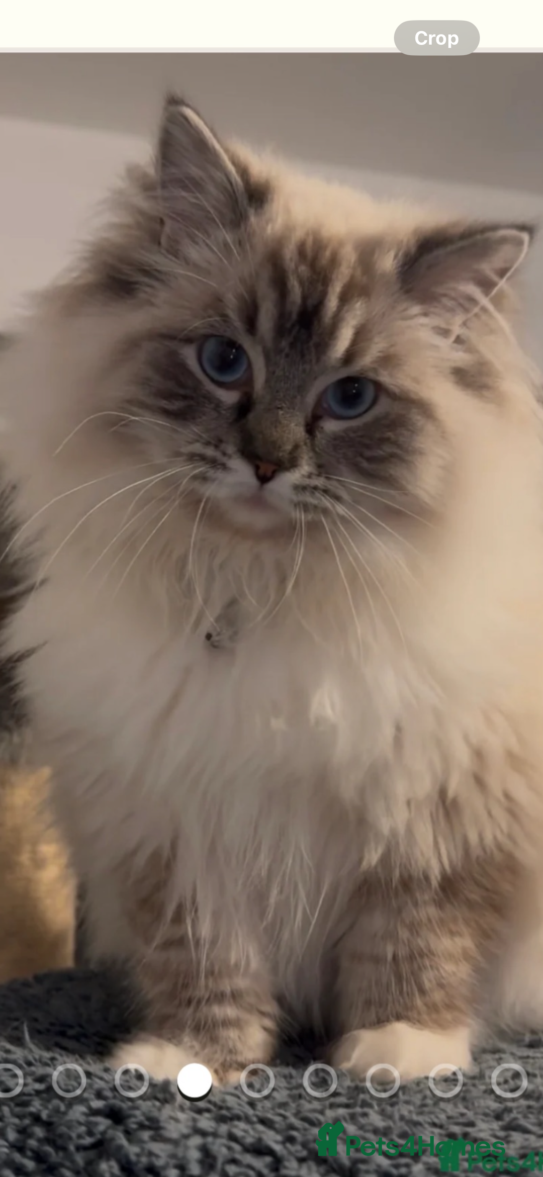 Ragdoll cats for stud: TICA stunning active boy for stud/Blood A - Image 3