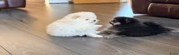 Pomeranian dogs for sale: 🌟 Luxury Pomeranian Puppies 🌟  - Advert 10
