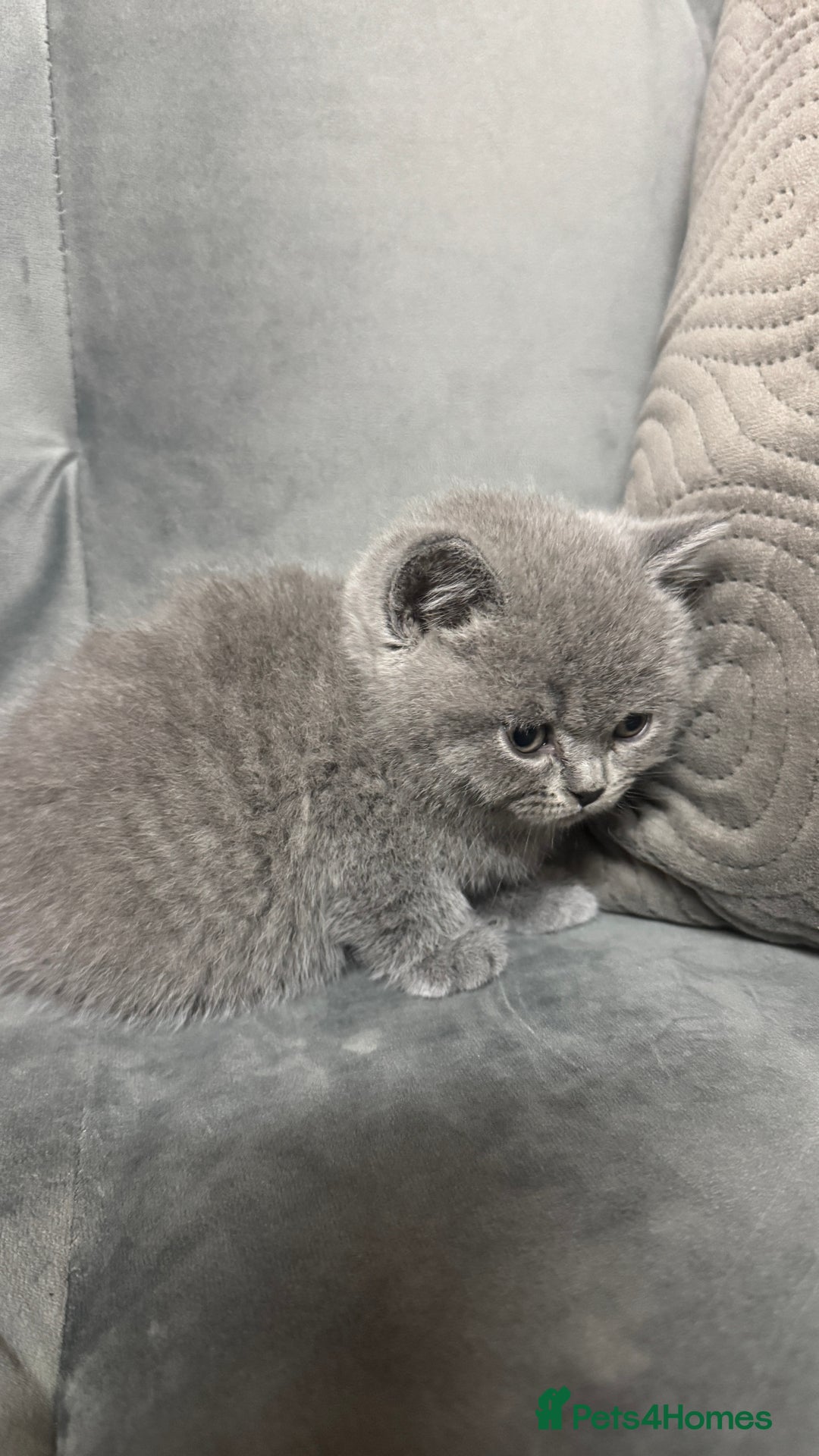 British Shorthair cats for sale: 5 British shorthair kittens  - Advert 5