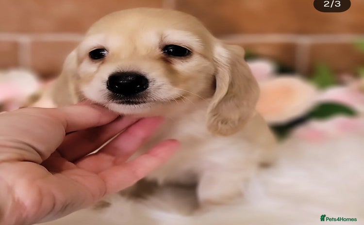 Miniature Dachshund dogs ⭐️ Exeptional Longhair Cream Dachshund ⭐️ - Advert 5