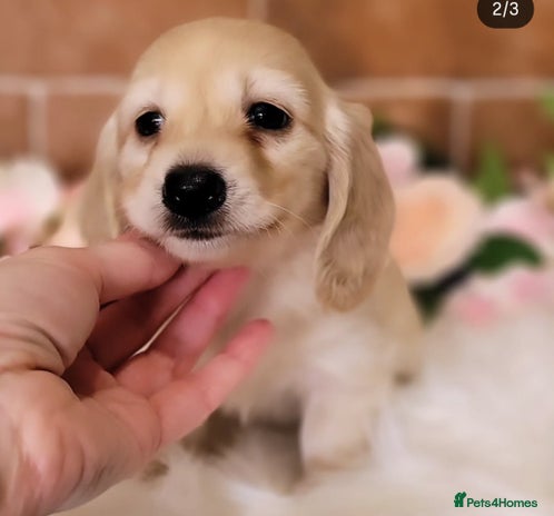 Miniature Dachshund dogs ⭐️ Exeptional Longhair Cream Dachshund ⭐️ - Advert 14