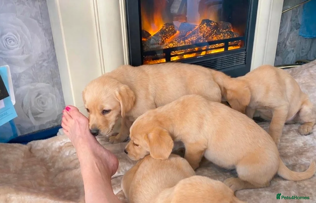 Labrador Retriever dogs for sale: Labrador puppys - Advert 2