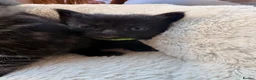 British Shorthair cats for sale: Tabby and black kittens ready for their new home in Langport - Advert 12