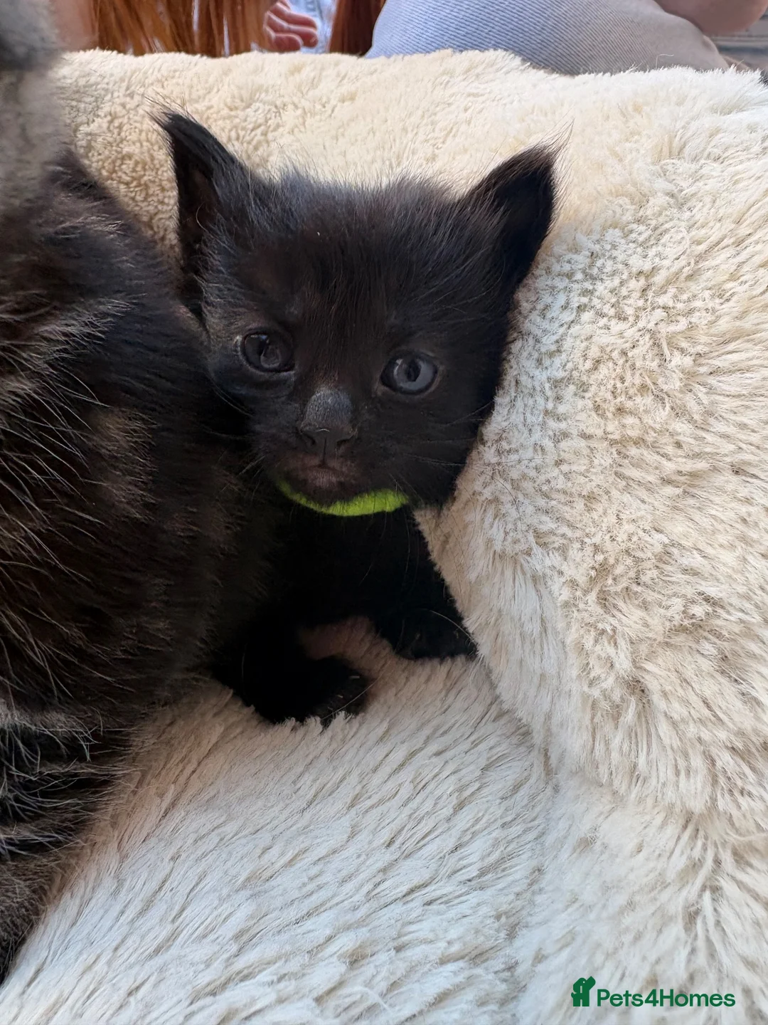British Shorthair cats for sale: Tabby and black kittens ready for their new home in Langport - Advert 12