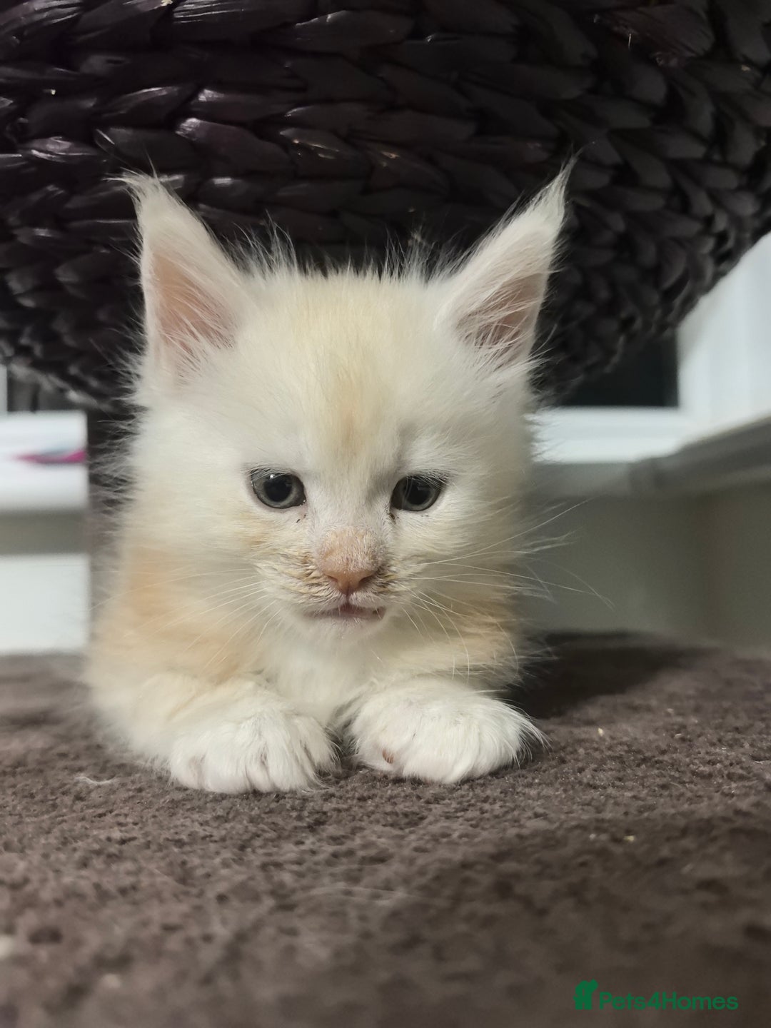 Maine Coon cats for sale: kittens Main Coon - Advert 4