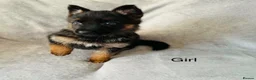 German Shepherd dogs for sale: Gorgeous German shepherd pups for sale  in Durham - Advert 11