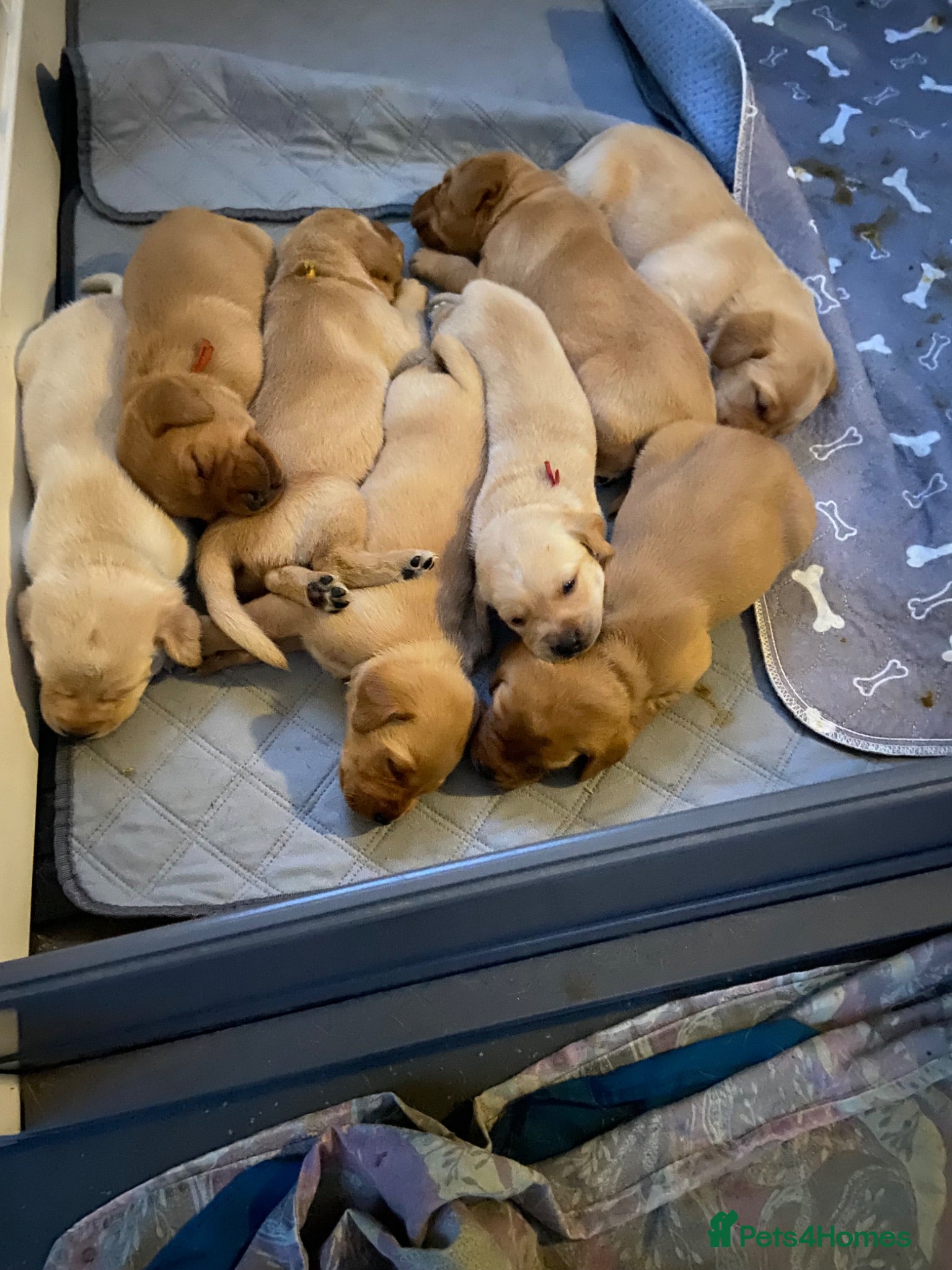 Labrador Retriever dogs Kc reg pedigree foxred labs very last female   - Advert 2