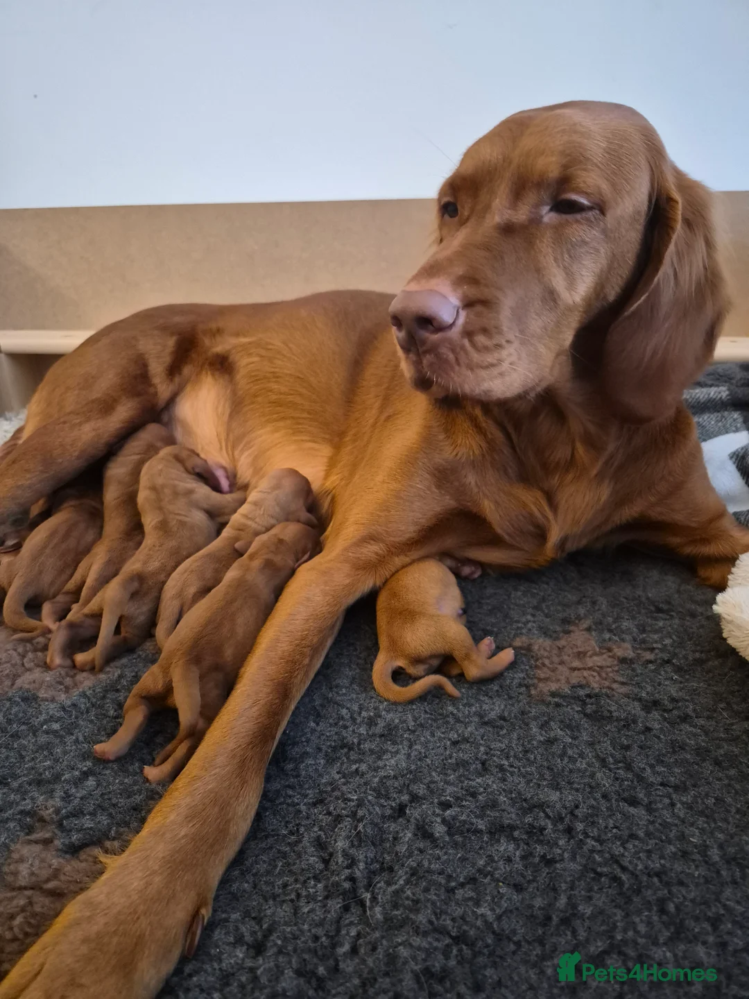 Hungarian Vizsla dogs for sale: Pedigree Vizsla Puppies in Doncaster - Advert 2