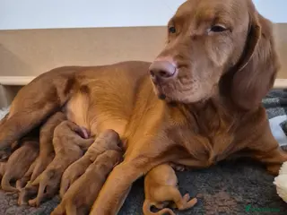 Hungarian Vizsla dogs Pedigree Vizsla Puppies - Advert 4