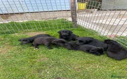 Labrador Retriever dogs for sale: Labrador pups - Image 5