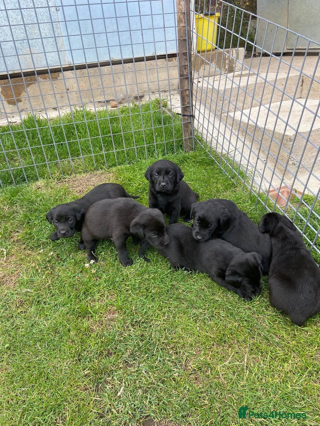 Labrador Retriever dogs for sale: Labrador pups - Image 5