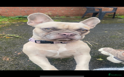 French Bulldog dogs for sale: Little Nala Bear looking for her New home  - Image 7