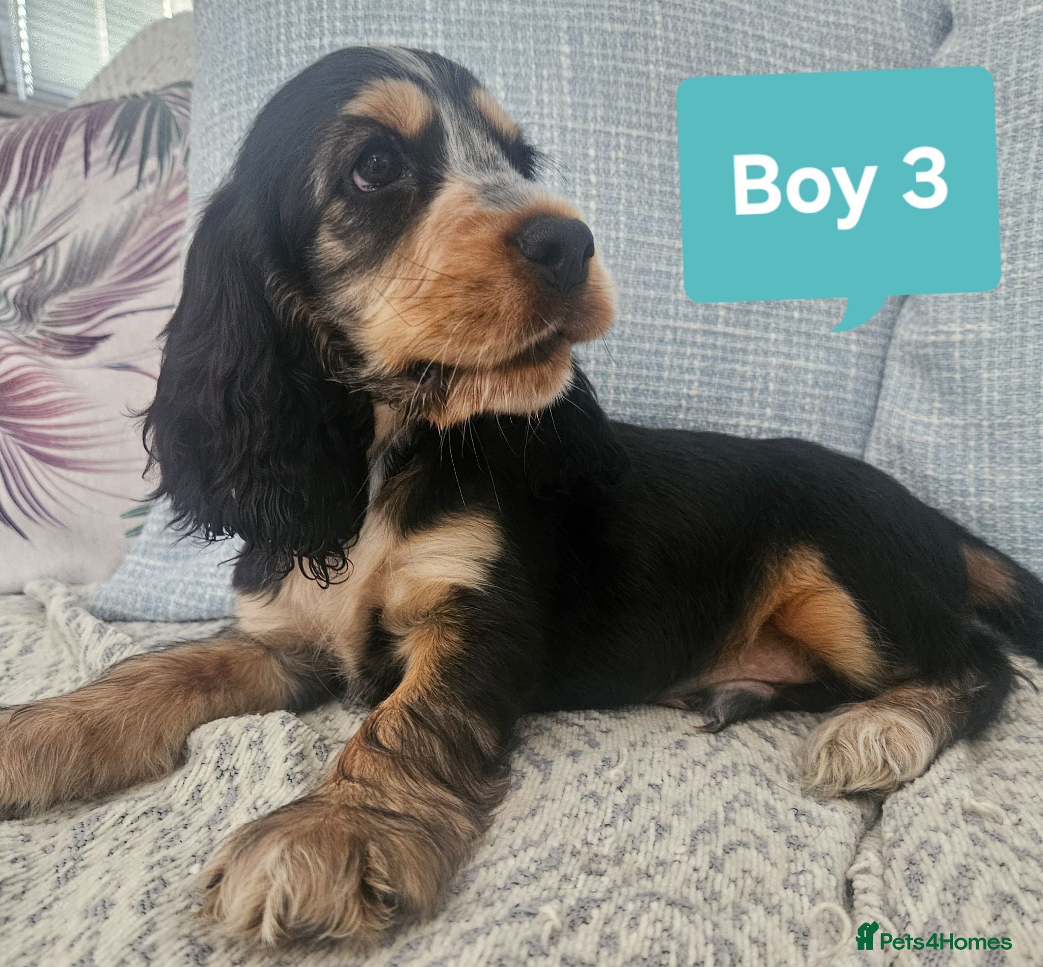 Cocker Spaniel dogs Ready to go 3boys 1 girl Left Show cocker spaniels - Advert 2