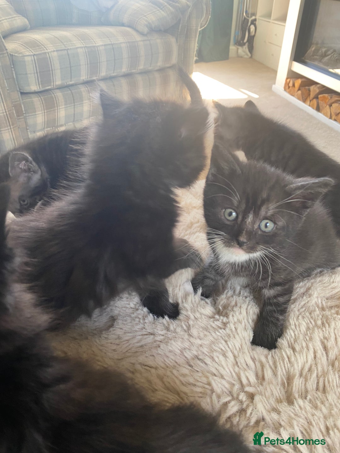 British Shorthair cats for sale: Adorable kittens  - Image 7