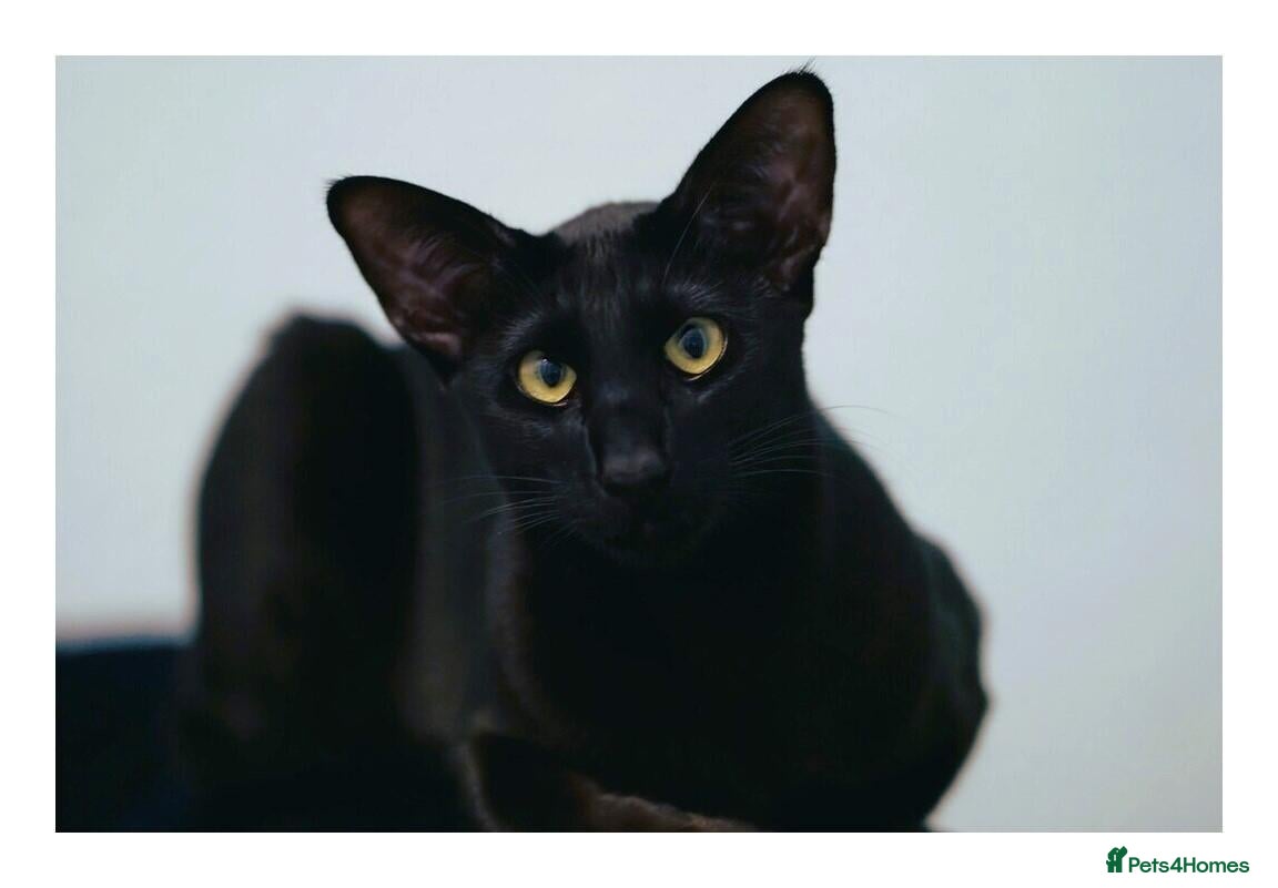 Oriental cats for sale: BEAUTIFUL PANTHER BLACK ORIENTAL  - Advert 13