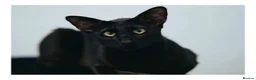 Oriental cats for sale: BEAUTIFUL PANTHER BLACK ORIENTAL PEDIGREE CAT - Advert 1