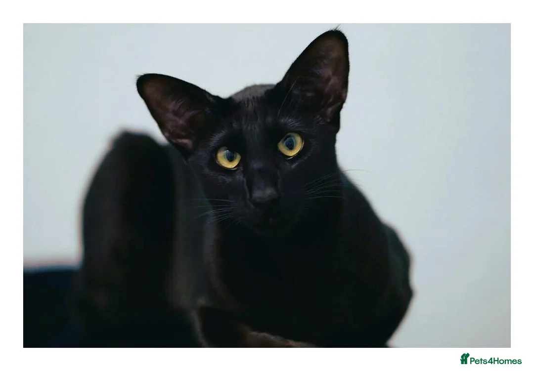 Oriental cats for sale: BEAUTIFUL PANTHER BLACK ORIENTAL PEDIGREE CAT - Advert 1