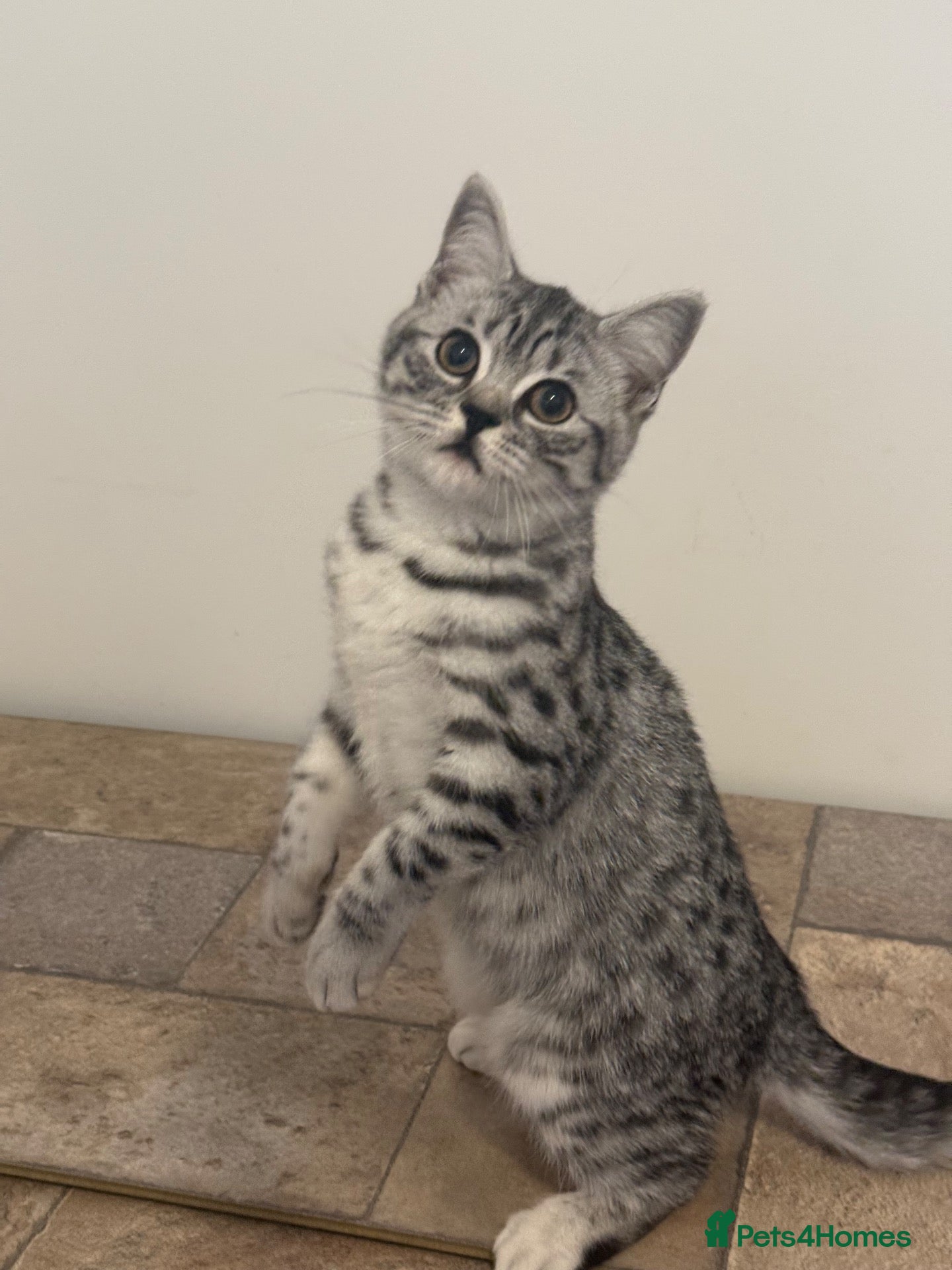 British Shorthair cats GCCF regd top quality BSH Black Silver Spotties  - Advert 1