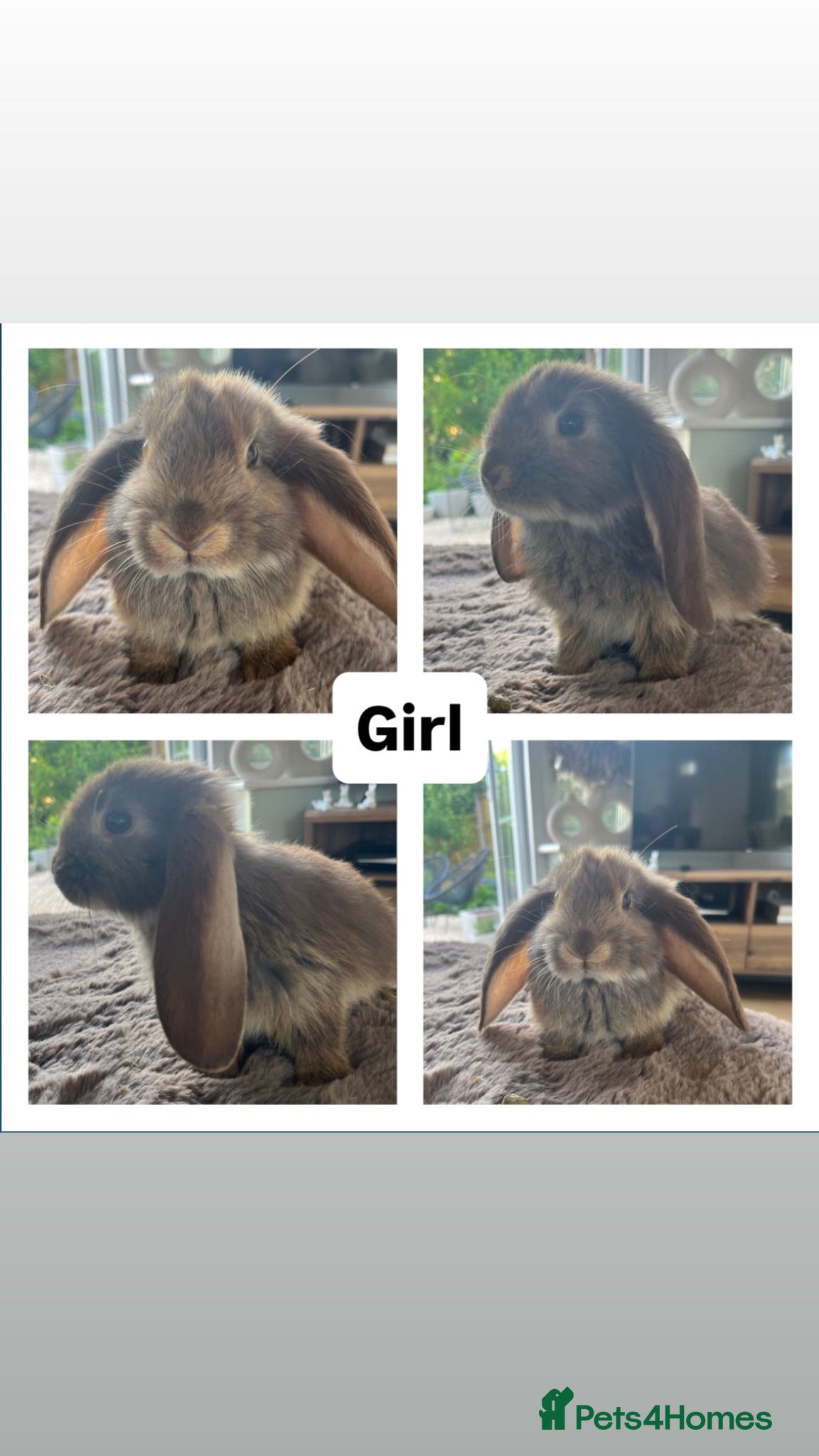 French Lop rabbits 🐰 Full breed French Lops Ready to Leave 🐰 - Advert 2