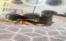 Jack Russell dogs for sale: Adorable Jack Russell puppies - Image 2