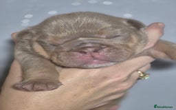 English Bulldog dogs for sale: Beautiful Litter Of New English Bulldog Puppies - Image 26