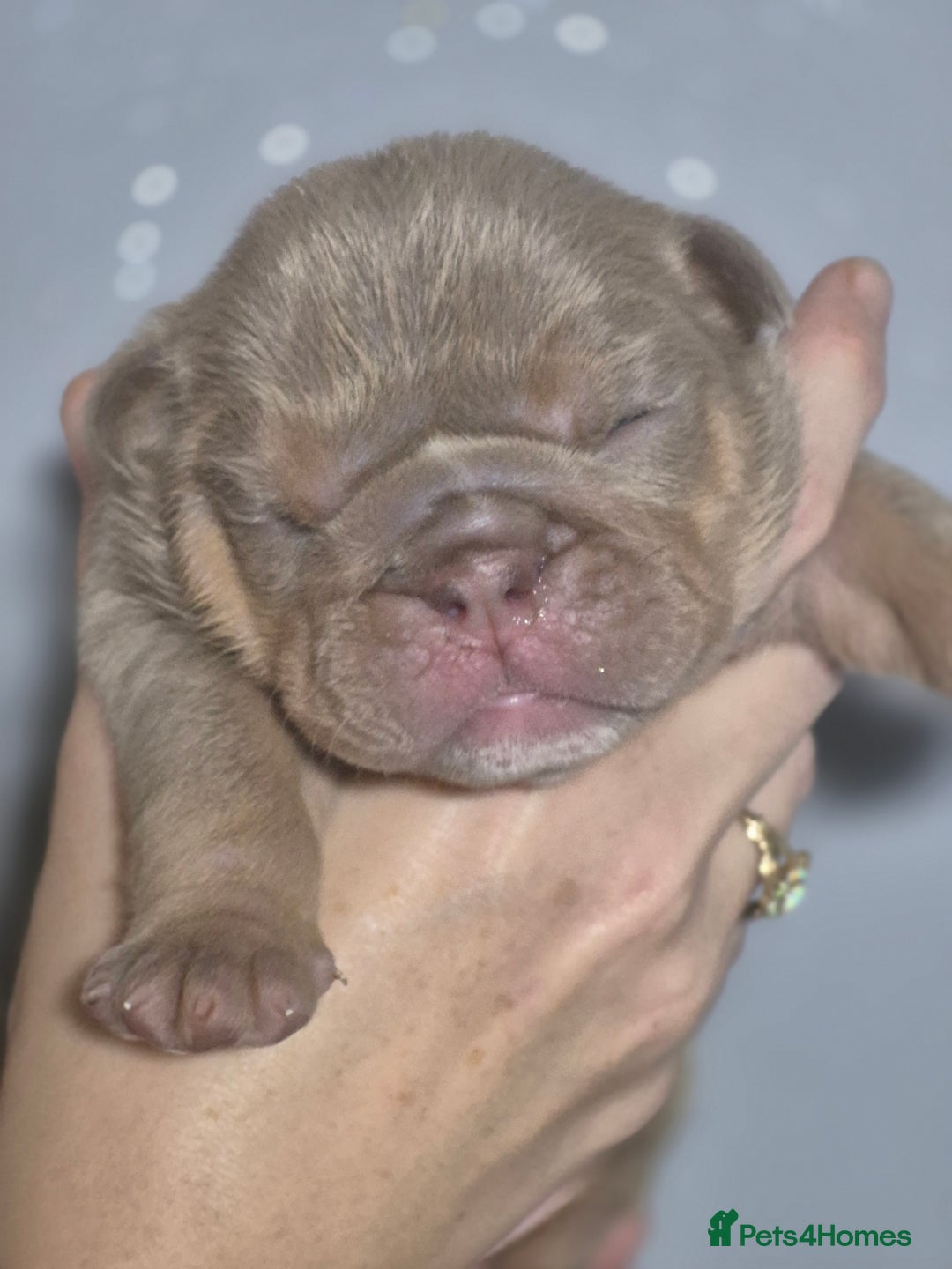 English Bulldog dogs for sale: Beautiful Litter Of New English Bulldog Puppies - Image 26