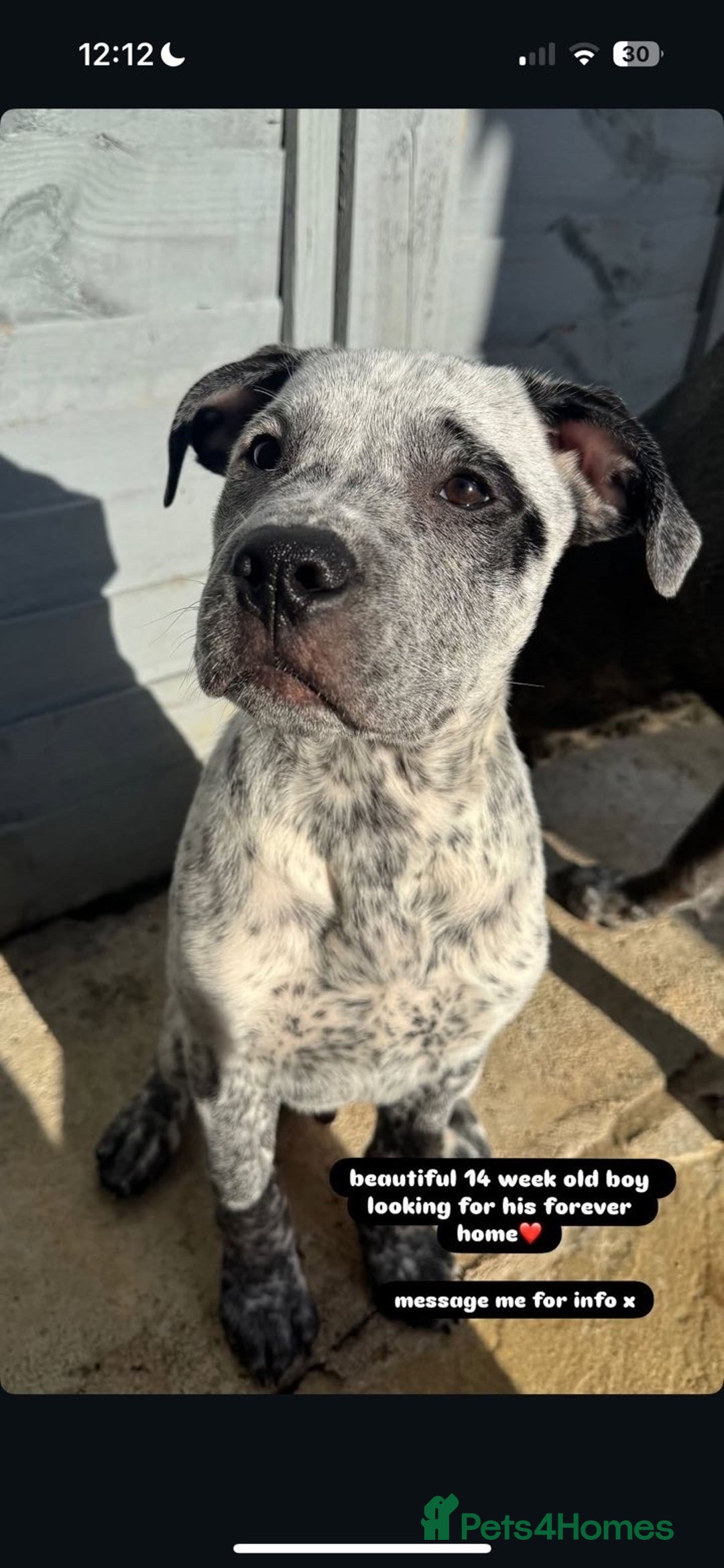 Mixed Breed dogs for sale: prince  - Image 4