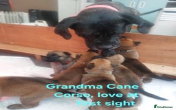 Belgian Shepherd Dog dogs for sale: PuppiesDWKC registered Working Line,Tested Parents - Image 15