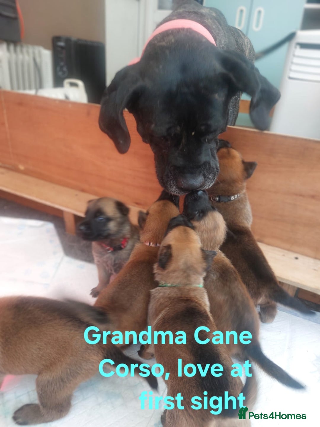 Belgian Shepherd Dog dogs for sale: PuppiesDWKC registered Working Line,Tested Parents - Image 15