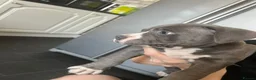 American Bully dogs for sale: Stunning chunky micro pocket Bullies  - Advert 5
