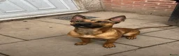 Belgian Shepherd Dog dogs for sale: Zilo is a beautiful example of her breed - Advert 4